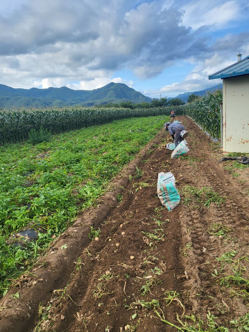 김두영님의 장터 판매 상품 [수미감자] 첨부 사진