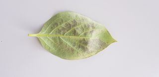 0102870290님의 감 · 병해충상담 작성글 사진