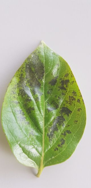 0102870290님의 감 · 병해충상담 작성글 사진