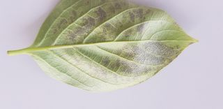 0102870290님의 감 · 병해충상담 작성글 사진