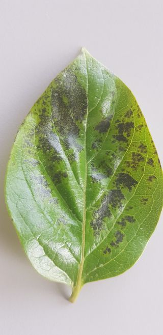 0102870290님의 감 · 병해충상담 작성글 사진