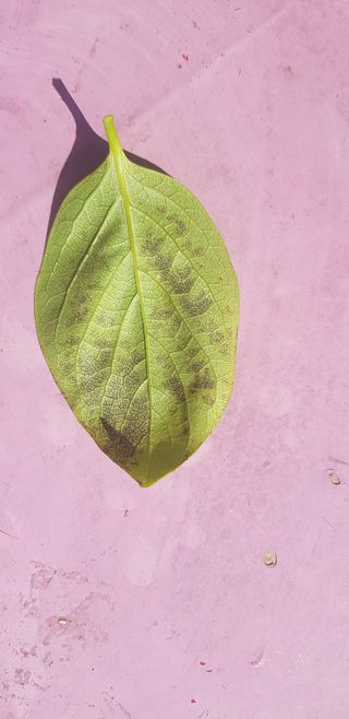 0102870290님의 감 · 병해충상담 작성글 사진