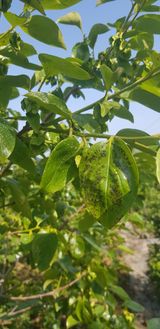 팜모닝 감·병해충상담 게시글 이미지