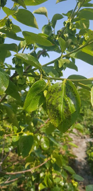 0102870290님의 감 · 병해충상담 작성글 사진