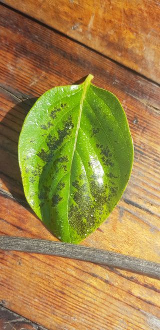 0102870290님의 감 · 병해충상담 작성글 사진