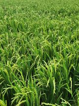 팜모닝 벼·자유게시판 게시글 이미지