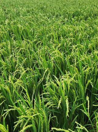 무안최향숙님의 벼 · 자유게시판 작성글 사진