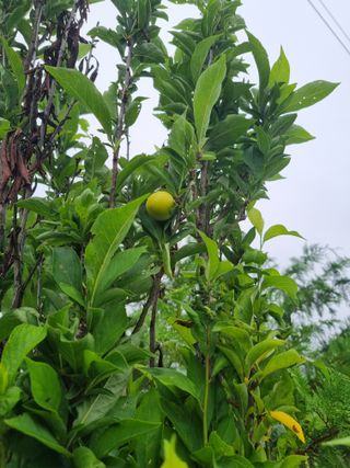 권영구님의 자유주제 · 자유게시판 작성글 사진