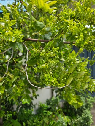 한농농약종묘사님의 자유주제 · 자유게시판 작성글 사진