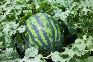 고창수박사랑님의 프로필