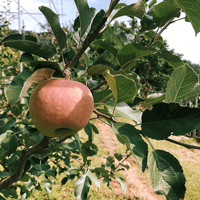 율포도농원님의 프로필