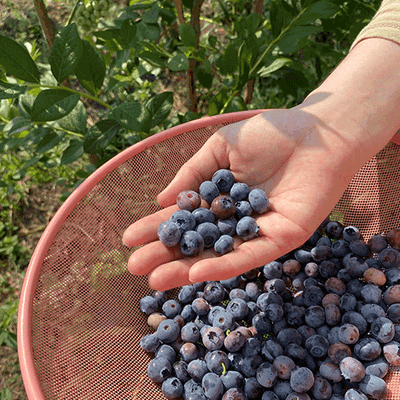 창녕블루베리님의 프로필