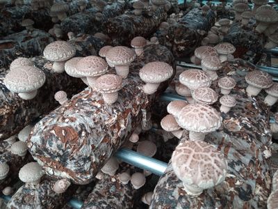 버섯표고님의 프로필