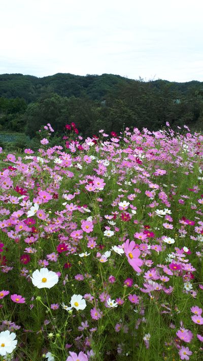 나무와새님의 프로필
