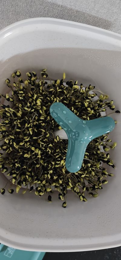 메꼴지기김서방님의 프로필