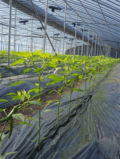 카리스마 청양님의 프로필