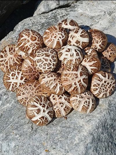 표고농부(박 억규)님의 프로필