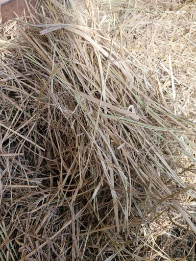 볏짚청년님의 프로필