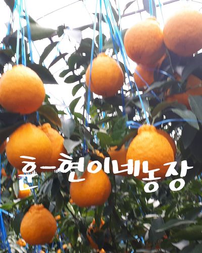 한라봉  5343님의 프로필