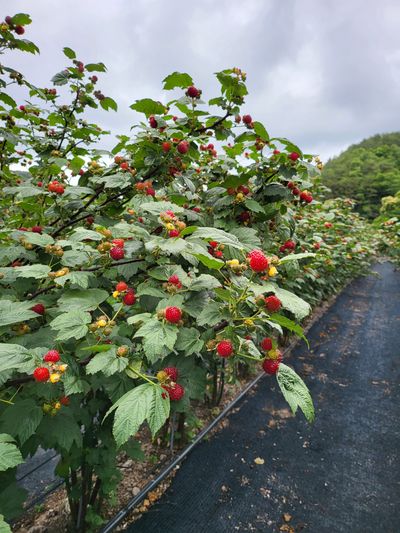 처녀골 산딸기 농장님의 프로필