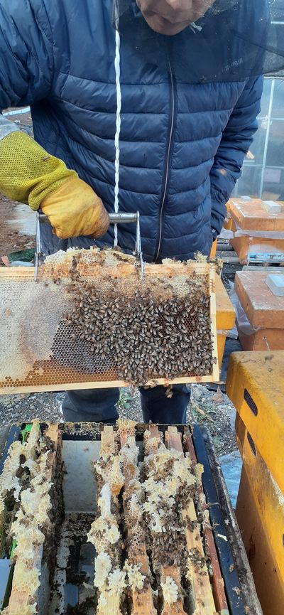 오소리와꿀벌들님의 프로필