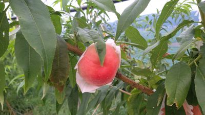 해다린농장님의 프로필