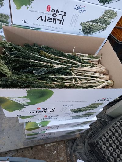 소양강님의 프로필