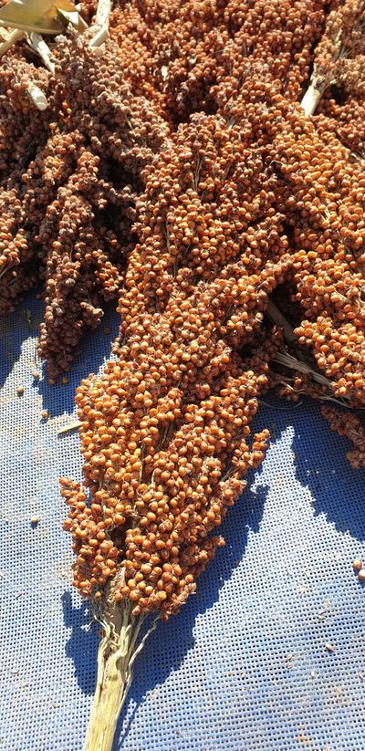 신소희님의 프로필