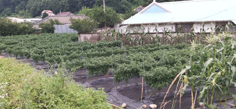 '농약 후기' 첨부 사진