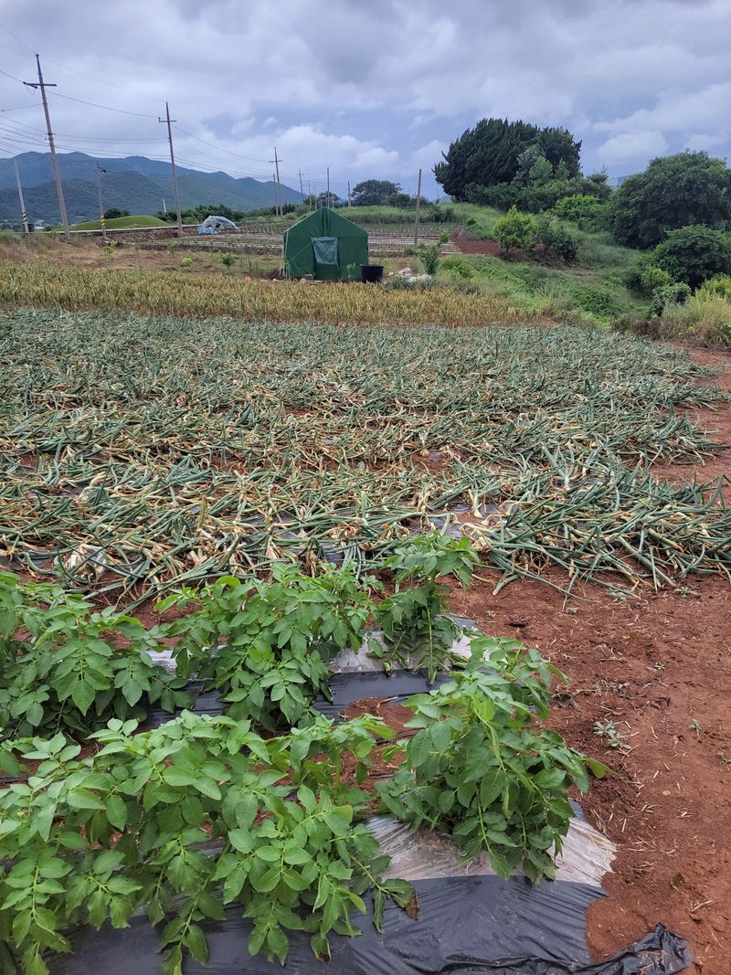 '농약 후기' 첨부 사진
