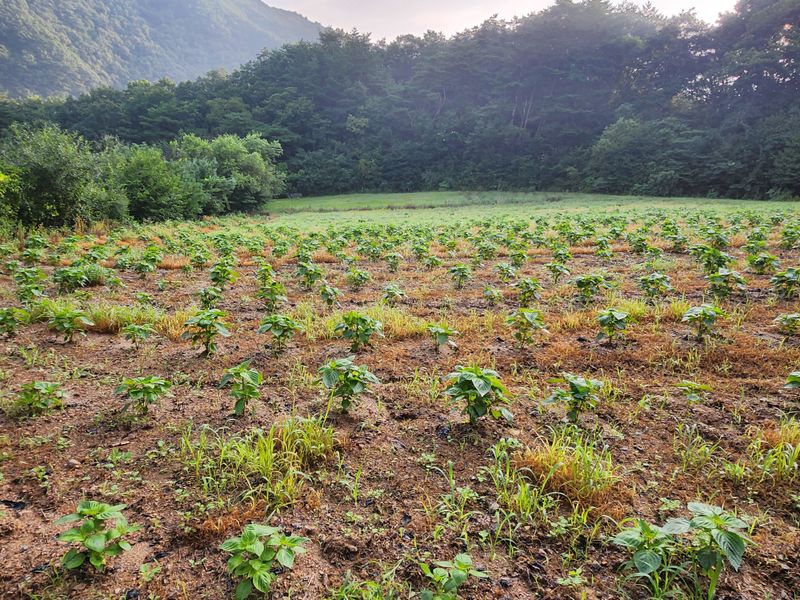 '농약 후기' 첨부 사진