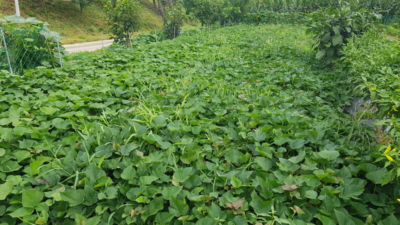 '농약 후기' 첨부 사진