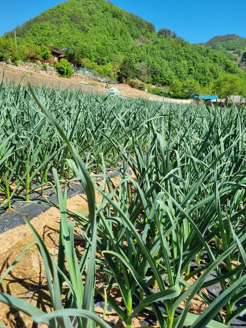 '농약 후기' 첨부 사진