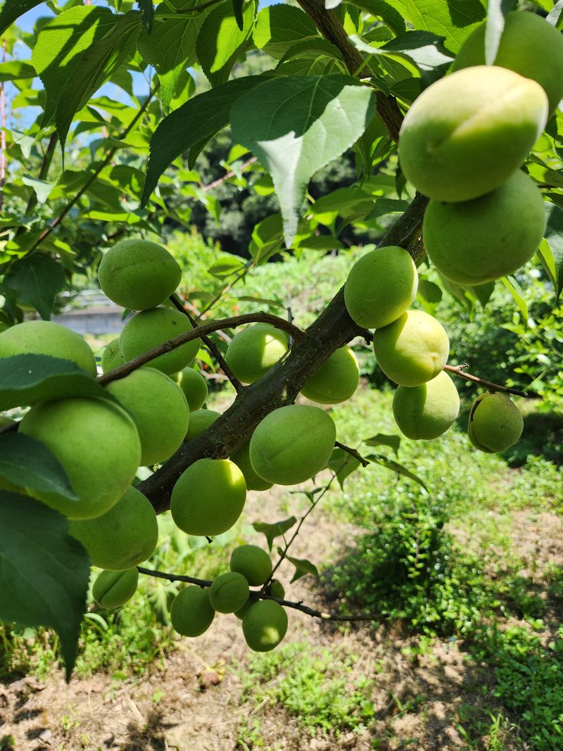 '농약 후기' 첨부 사진