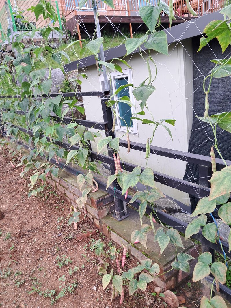 '농약 후기' 첨부 사진