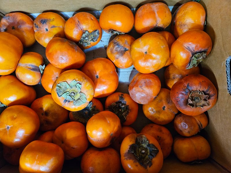 주니맘님의 장터 구매 후기 썸네일