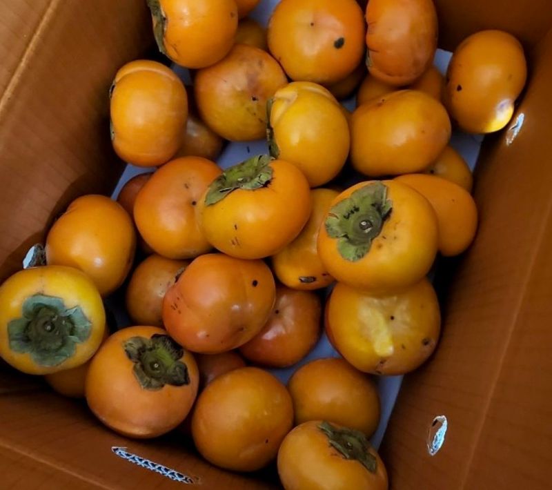 김선호님의 장터 구매 후기 썸네일