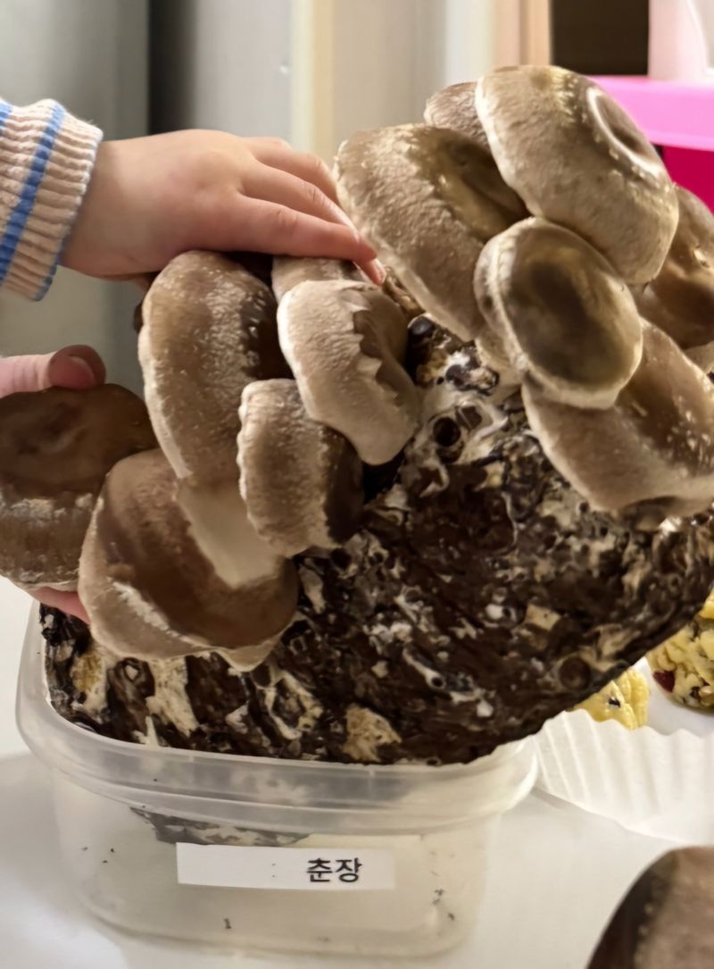 봄이네님의 장터 구매 후기 썸네일