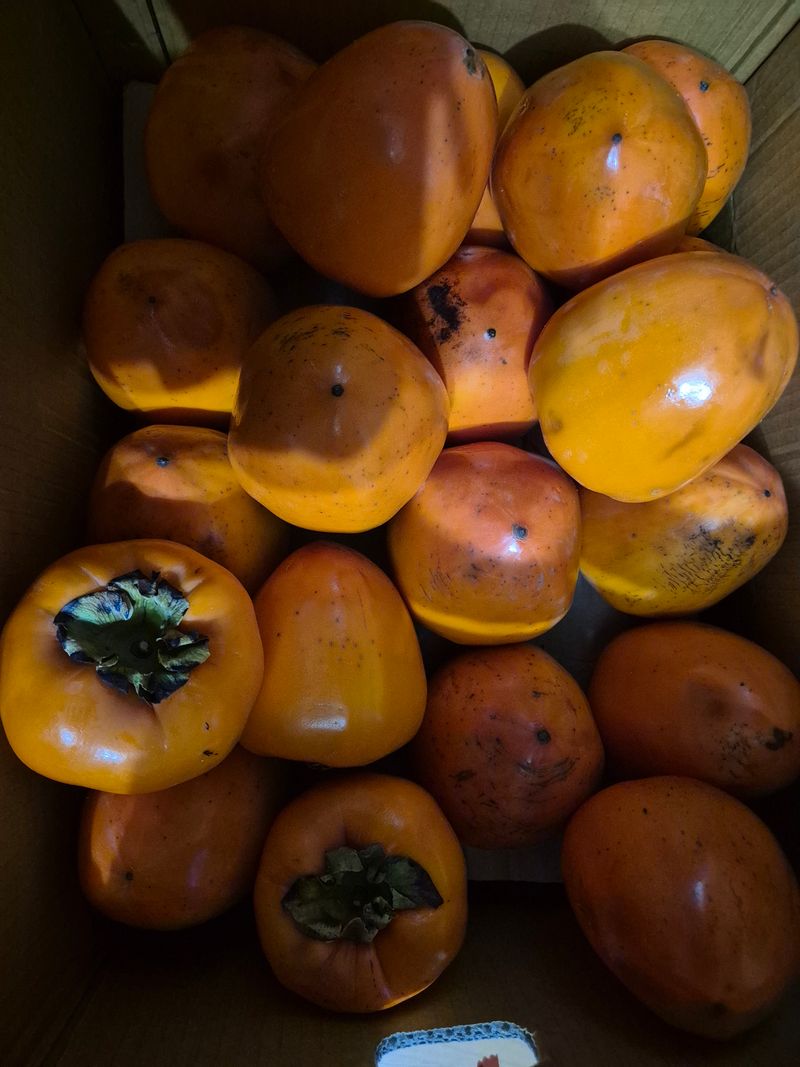 산그림자님의 장터 구매 후기 썸네일