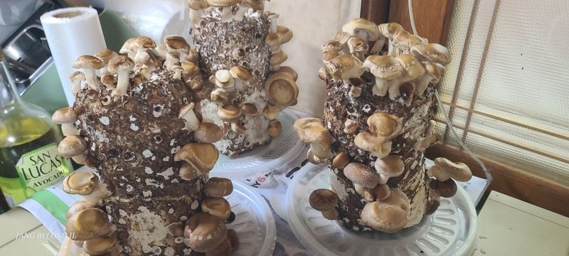 장병일님의 장터 구매 후기 썸네일