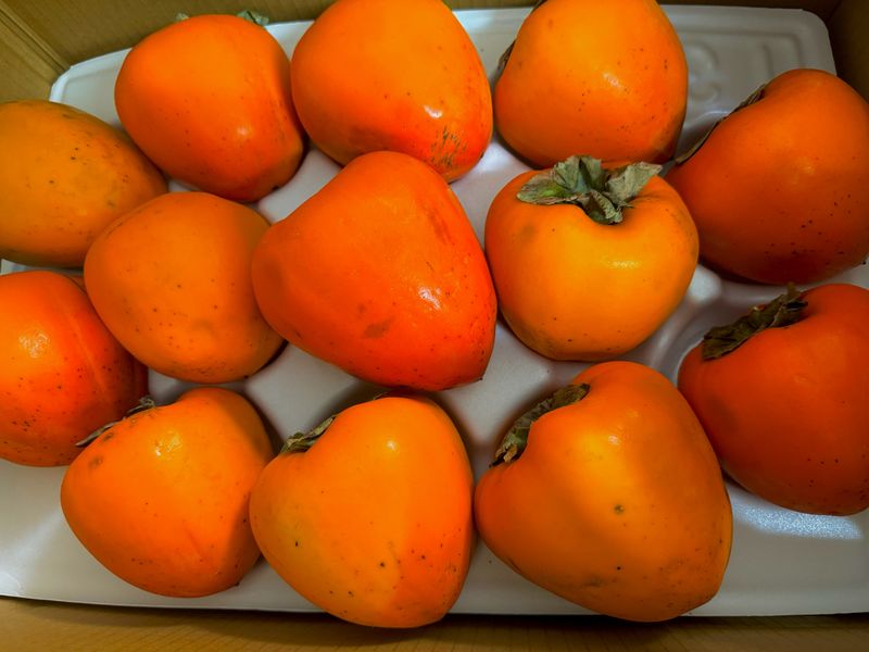 송승기님의 장터 구매 후기 썸네일