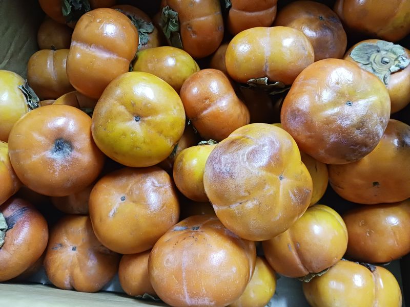 주복자님의 장터 구매 후기 썸네일