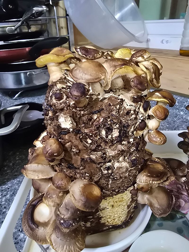 영춘아짐님의 장터 구매 후기 썸네일