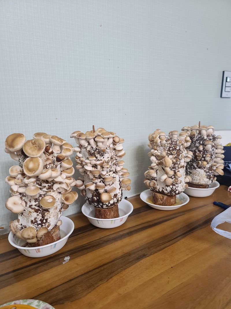 이범규님의 장터 구매 후기 썸네일