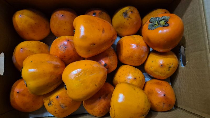 산그림자님의 장터 구매 후기 썸네일