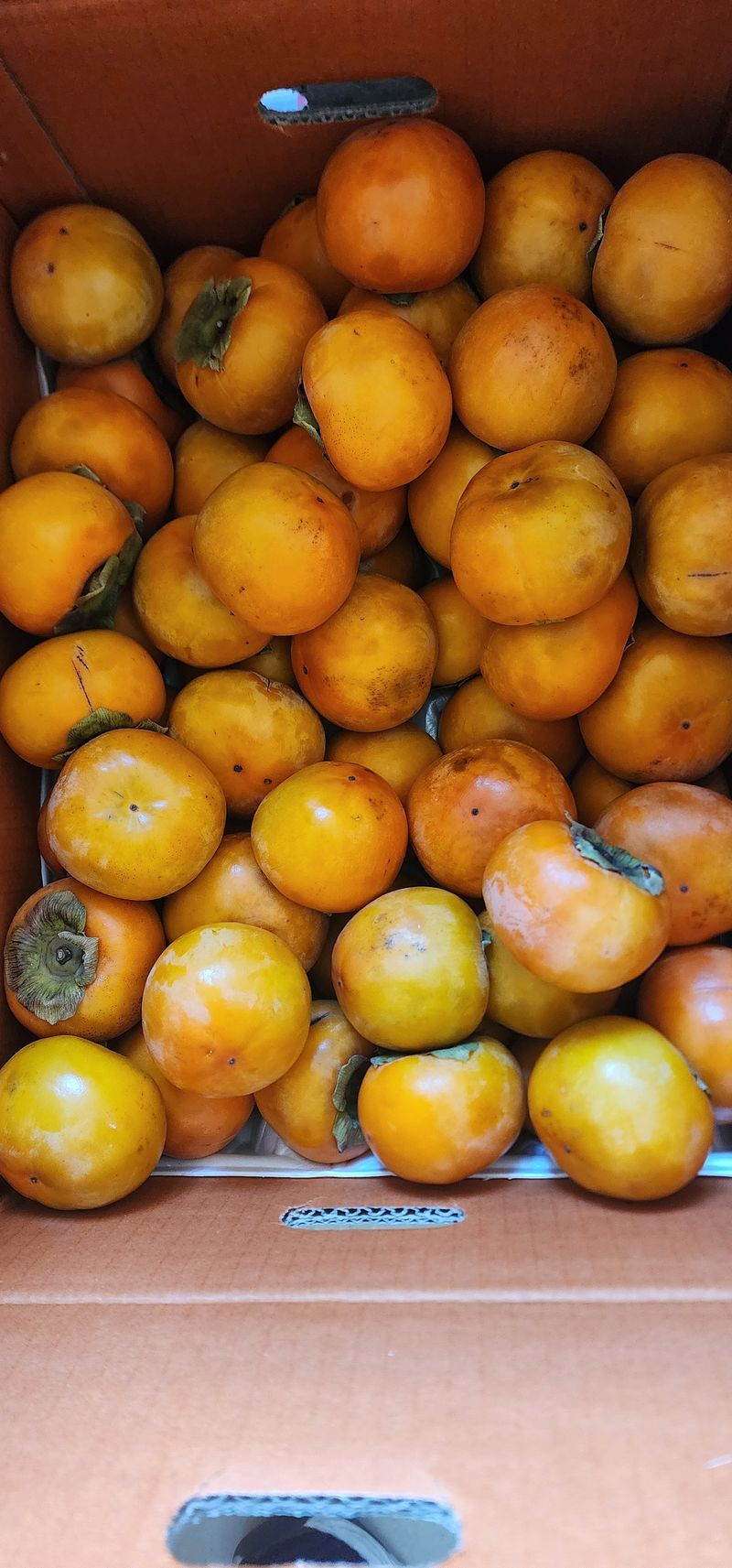 손웅호님의 장터 구매 후기 썸네일