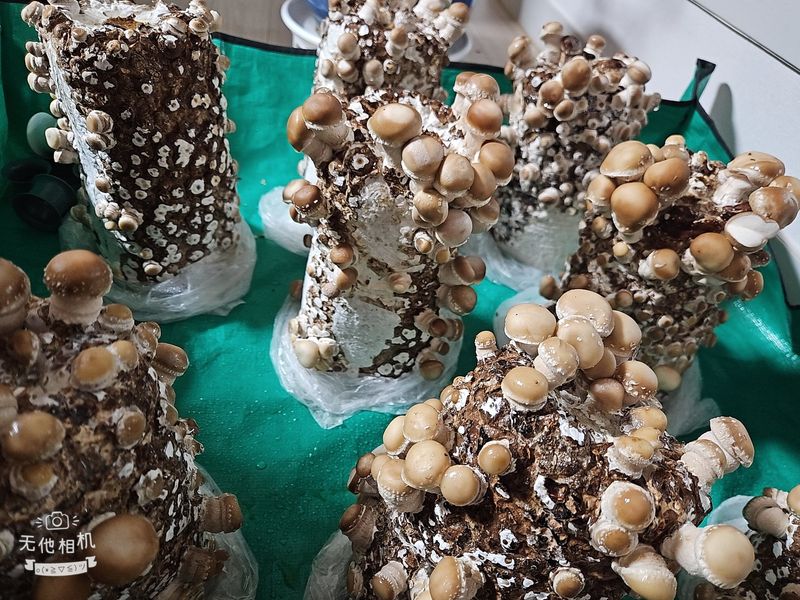 김삿갓ㅇ님의 장터 구매 후기 썸네일