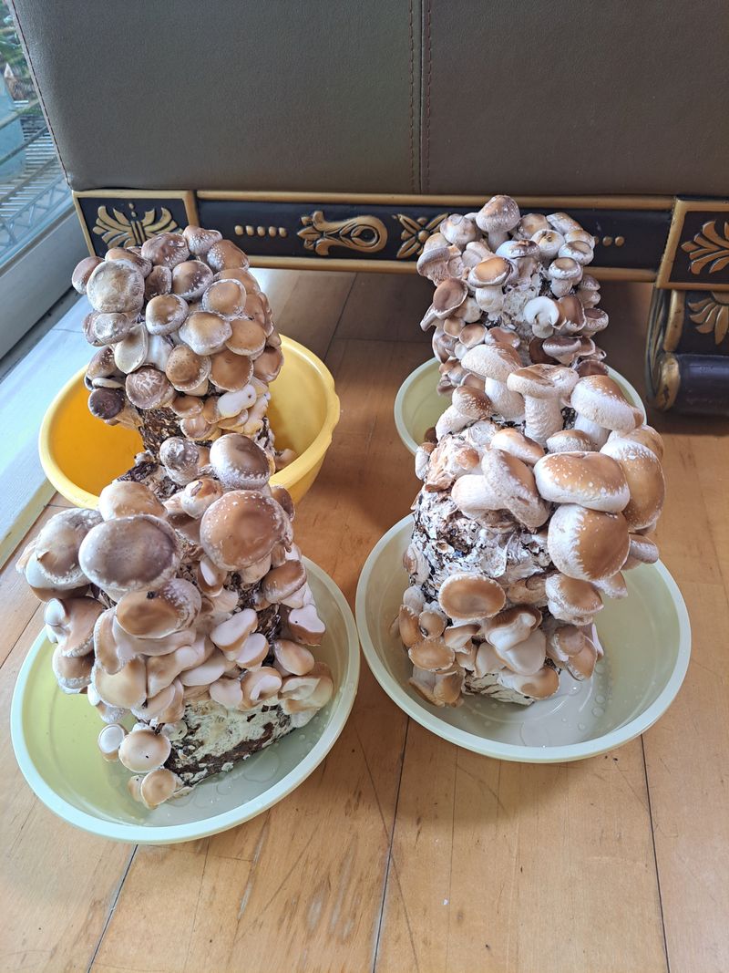 아오리9호님의 장터 구매 후기 썸네일