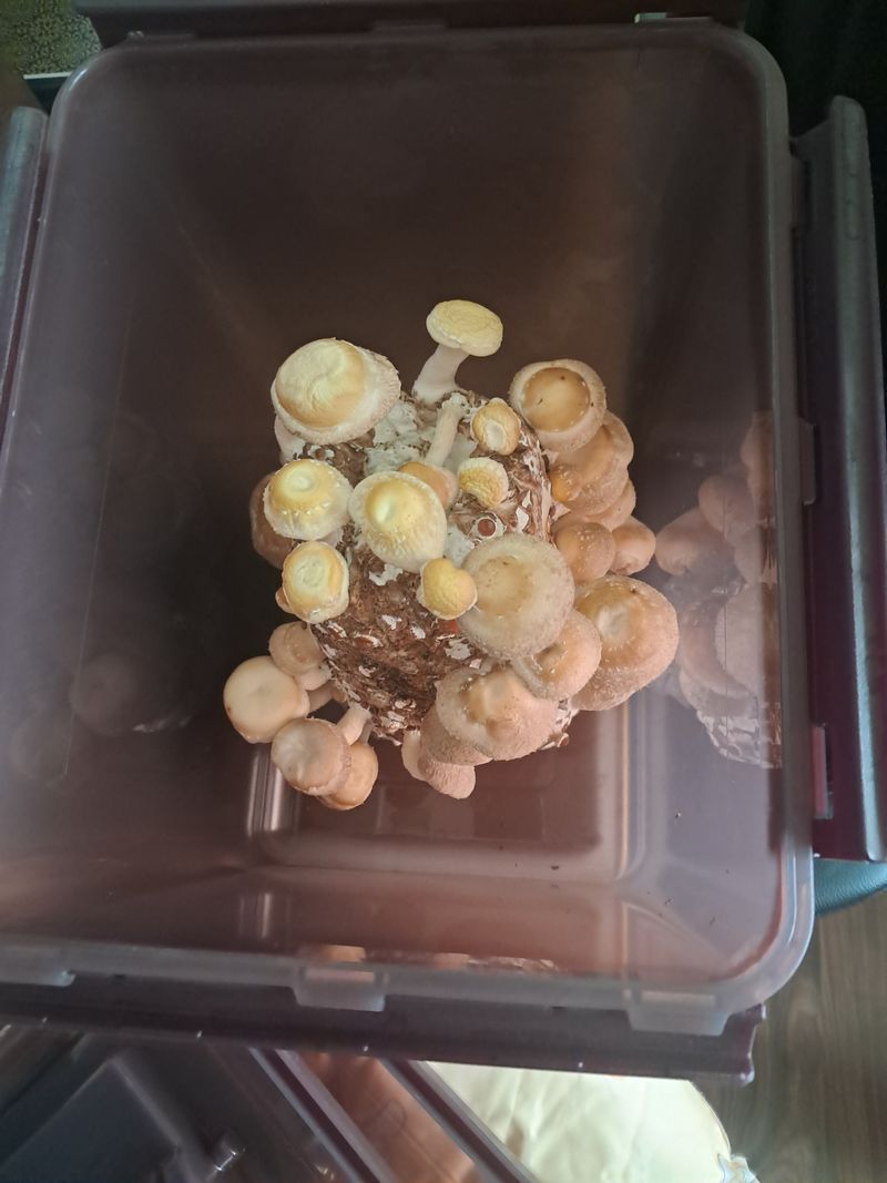 김성민님의 장터 구매 후기 썸네일