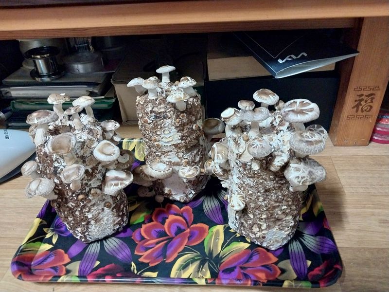 미성농장님의 장터 구매 후기 썸네일